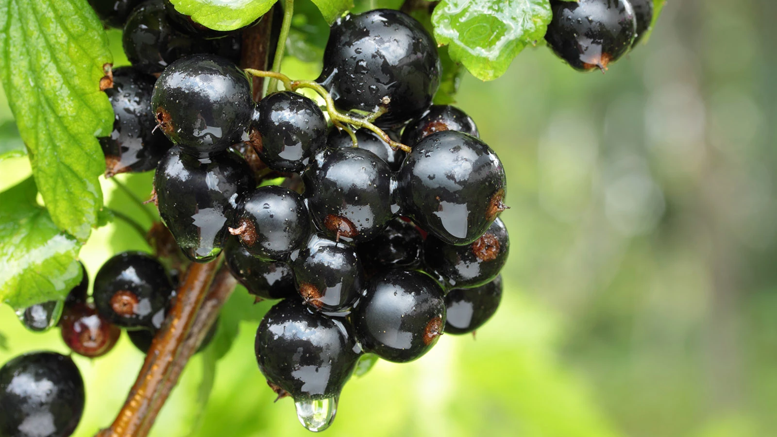 Смородина, крыжовник и облепиха: ягоды с русской душой и их путь в сады эмигрантов в США